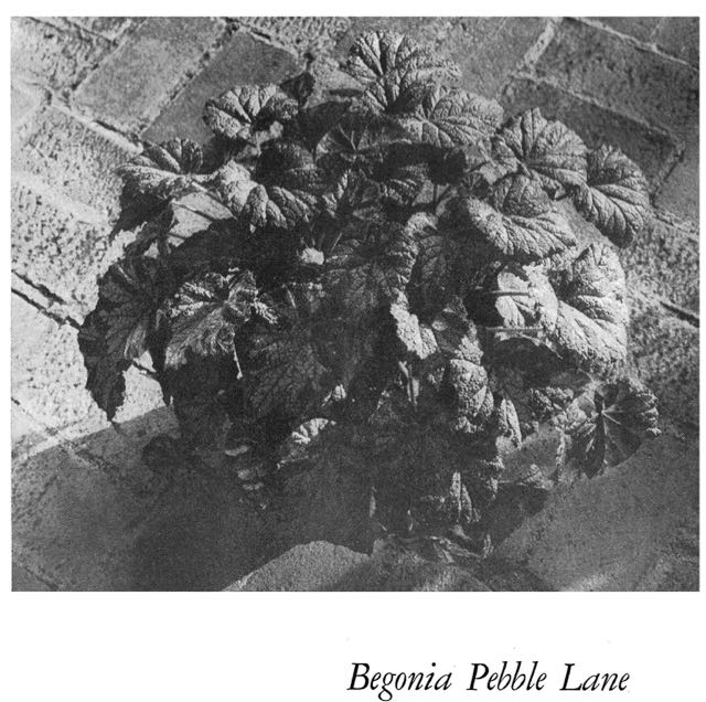 B. ‘Pebble Lane’